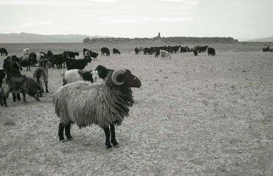 羊の群、遠景はガルエの廃墟